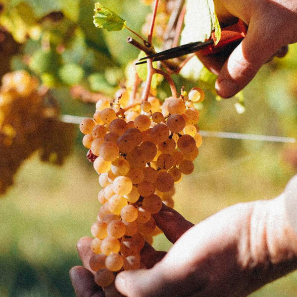 Les Marées - Non-Alcoholic Blanc De Blancs Sparkling Wine 🇫🇷